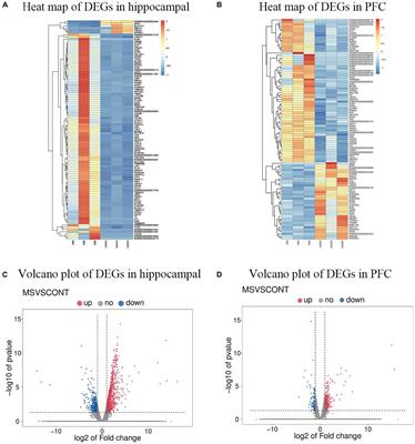 Effects of early maternal separation on the expression levels of hippocampal and prefrontal cortex genes and pathways in lactating piglets